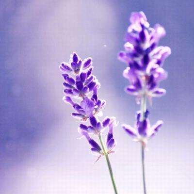 泛亚电竞综合APP